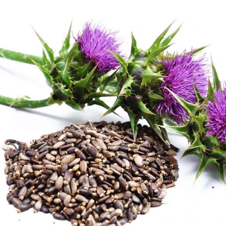 Mariendistel Oder Artischocke Was Ist Besser Mariendistel-Löwenzahn-Artischocke - 60 Kapseln - (Silymarin) - NAROMA